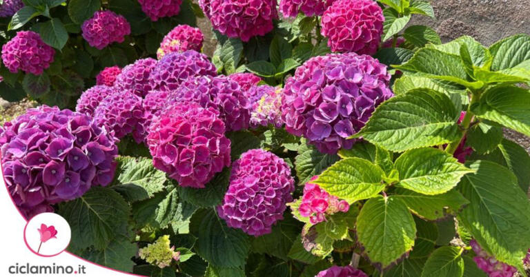 Le migliori piante acidofile da abbinare all’azalea