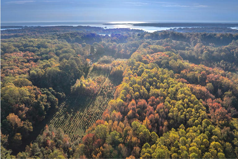 Don't just plant trees, plant forests to restore biodiversity for the ...