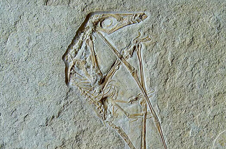 Why a bizarre Brazil 'pterosaur' fossil is now being reclassified as a fish