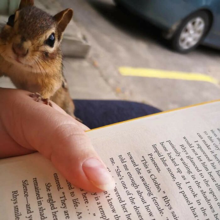 58 Unexpected Wild Animal Encounters That Caught People Off Guard