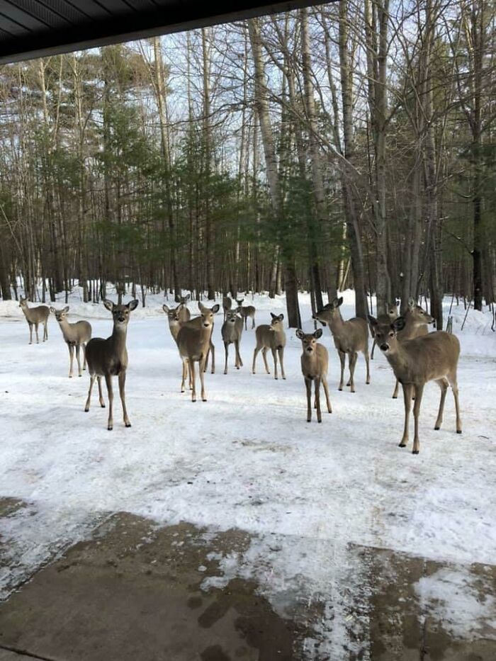 58 Unexpected Wild Animal Encounters That Caught People Off Guard