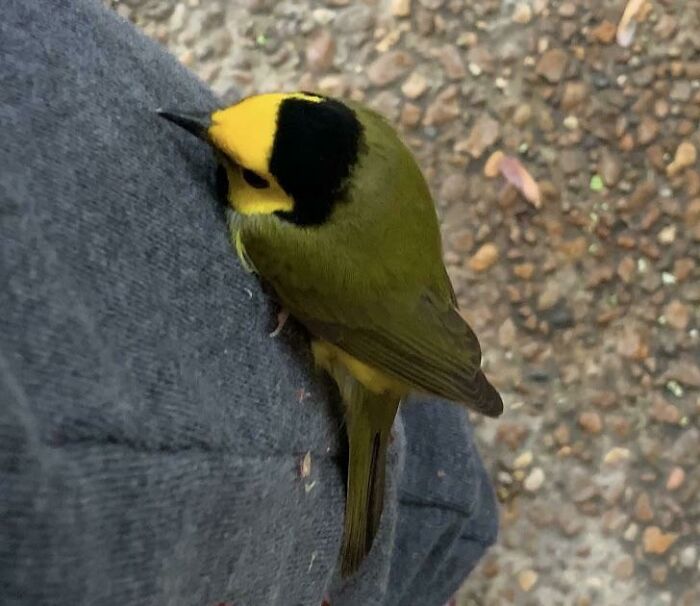 58 Unexpected Wild Animal Encounters That Caught People Off Guard