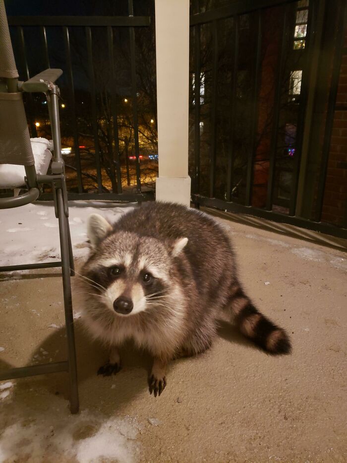58 Unexpected Wild Animal Encounters That Caught People Off Guard