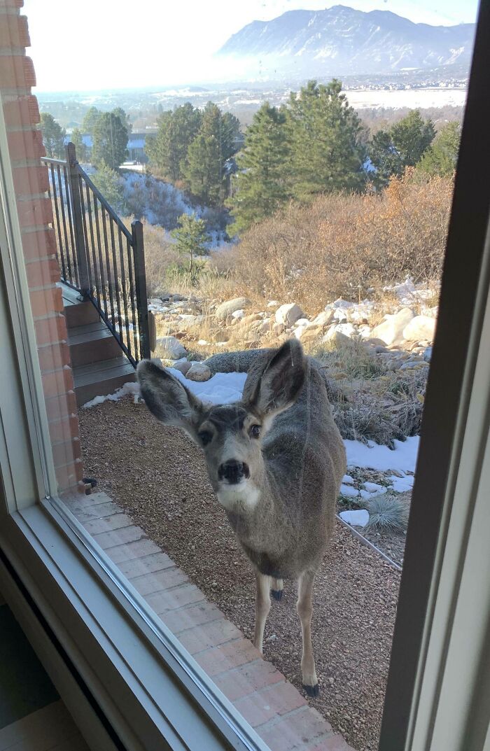 58 Unexpected Wild Animal Encounters That Caught People Off Guard