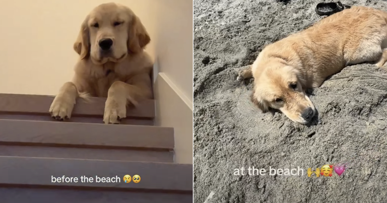 Owner shows how dog's mood changes after having fun at beach