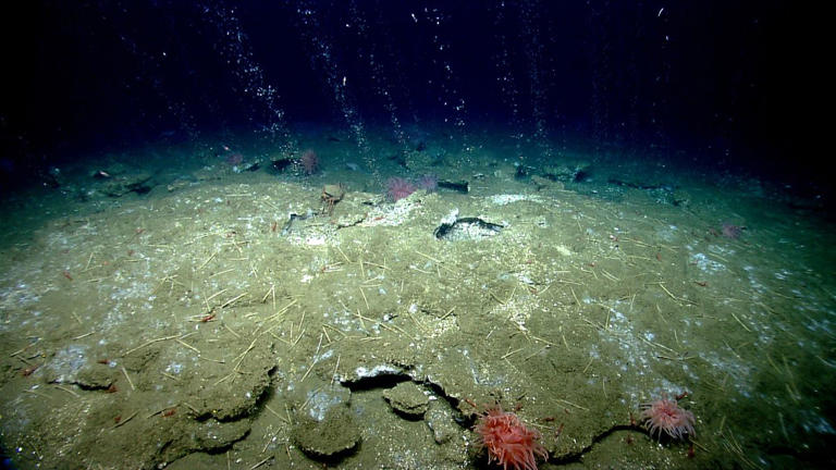 Earth's deep tectonic pump moves billions of microbes to the surface in ...