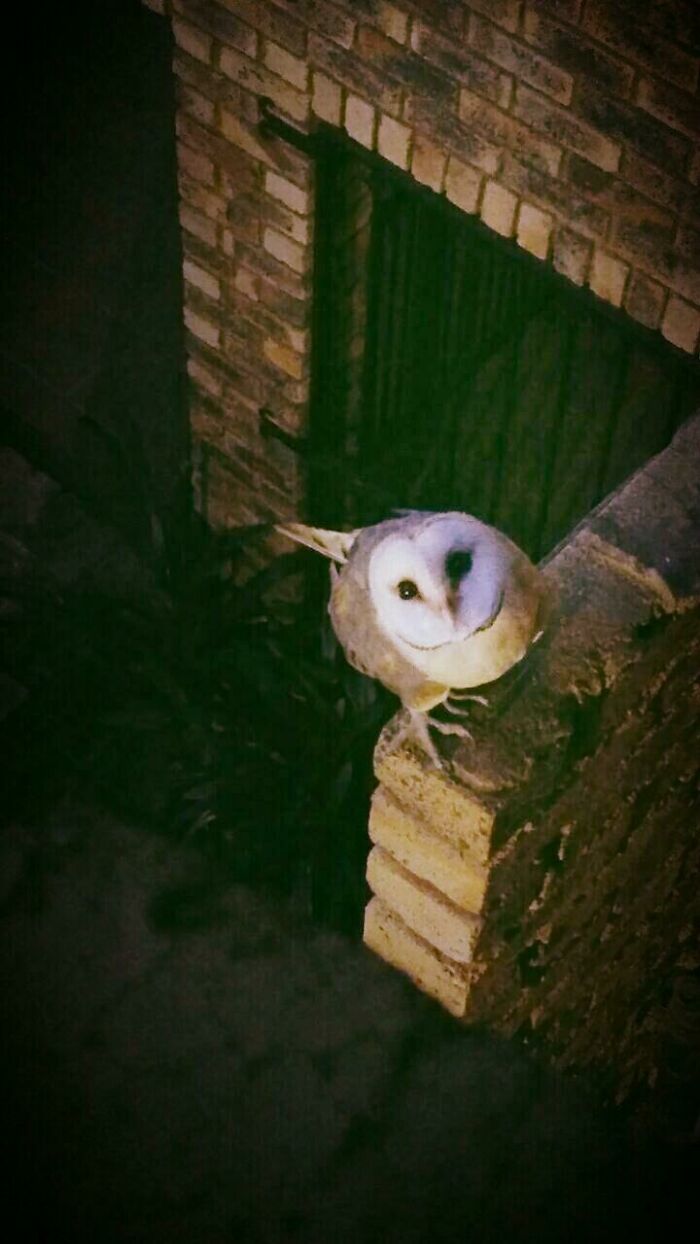 58 Unexpected Wild Animal Encounters That Caught People Off Guard