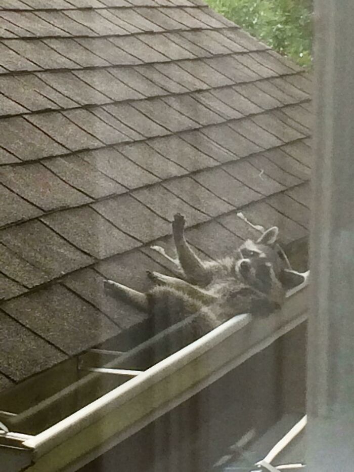 58 Unexpected Wild Animal Encounters That Caught People Off Guard
