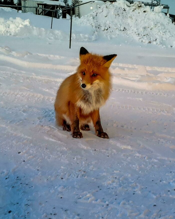 58 Unexpected Wild Animal Encounters That Caught People Off Guard