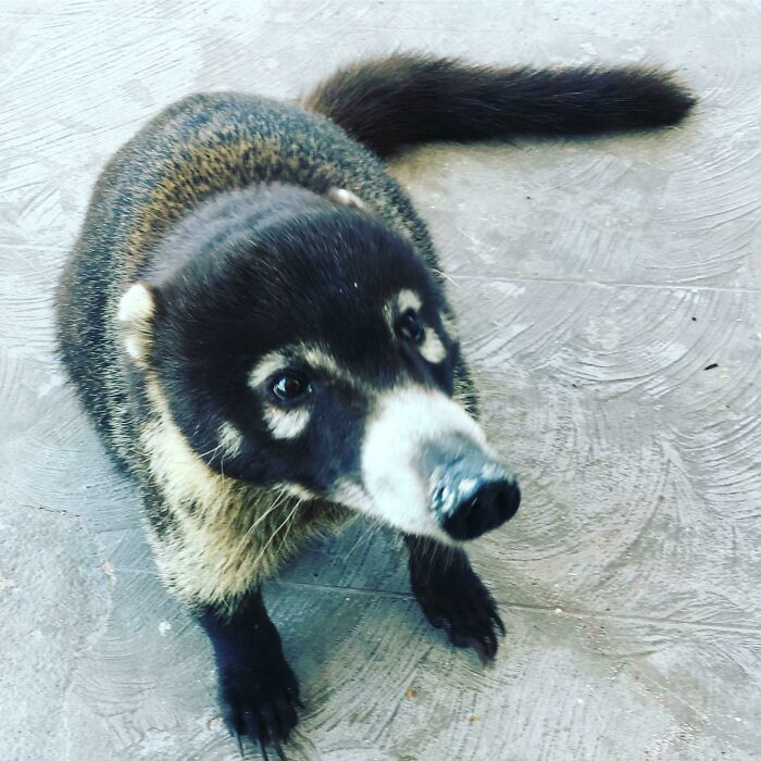 58 Unexpected Wild Animal Encounters That Caught People Off Guard