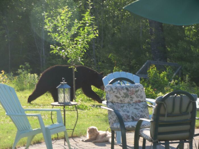 58 Unexpected Wild Animal Encounters That Caught People Off Guard