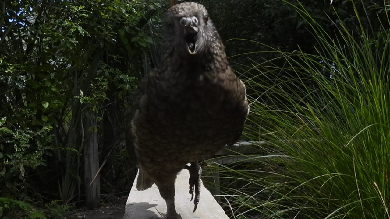 Bruce the parrot is missing his upper beak — but that hasn't stopped ...