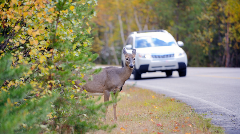 What to do if you find roadkill in your yard