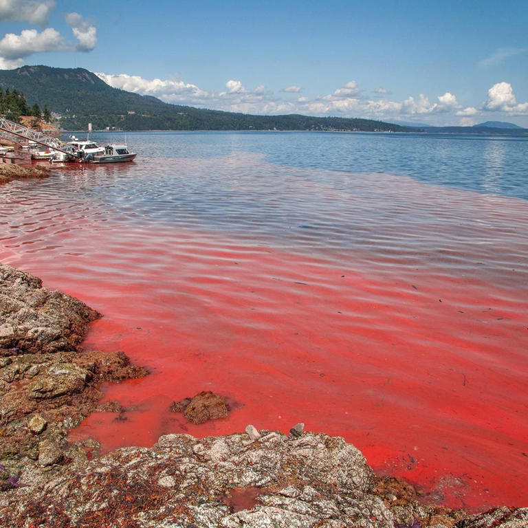Here’s why the ocean turns red—and what to do if it happens at your ...