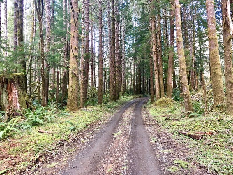 This magical Oregon old-growth hike feels like stepping into a fairytale