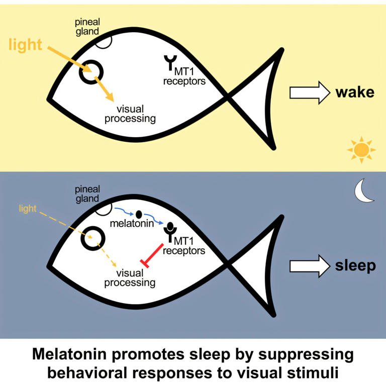 Melatonin appears to promote sleep by reducing visual sensitivity ...