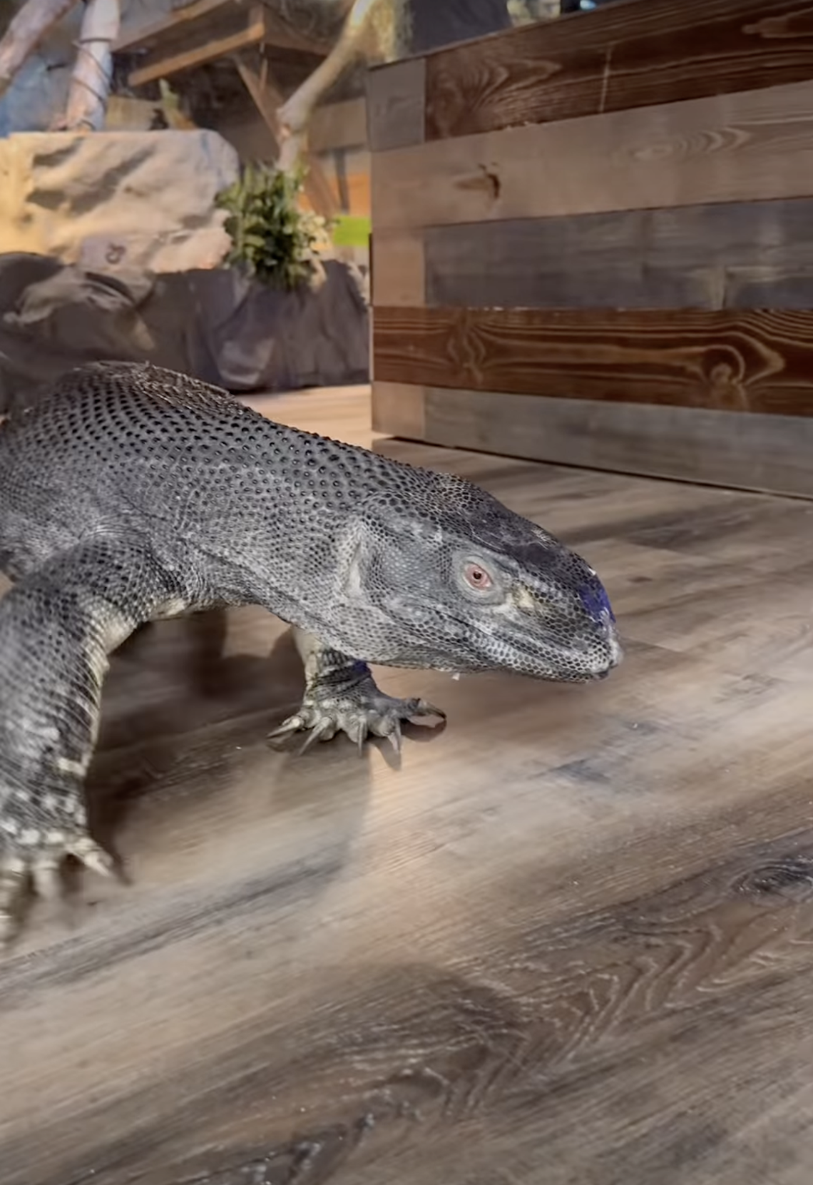 This huge black throat monitor lizard named Big Al is taking over a ...