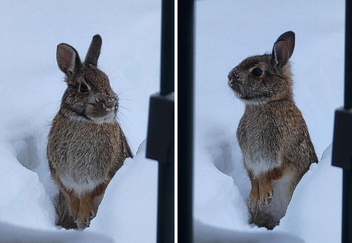 58 Unexpected Wild Animal Encounters That Caught People Off Guard