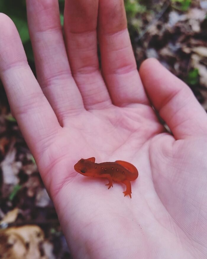 58 Unexpected Wild Animal Encounters That Caught People Off Guard