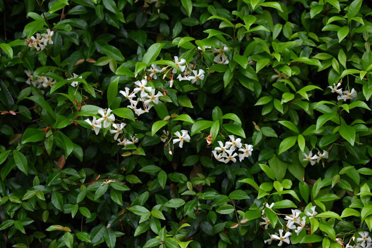 Should you plant ground cover around tree roots?