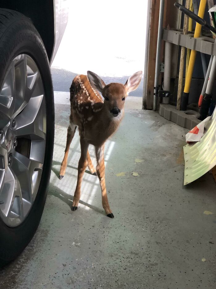 58 Unexpected Wild Animal Encounters That Caught People Off Guard