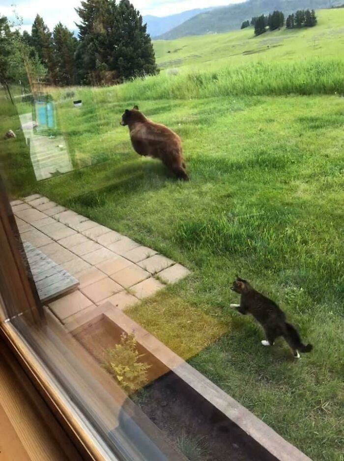 58 Unexpected Wild Animal Encounters That Caught People Off Guard