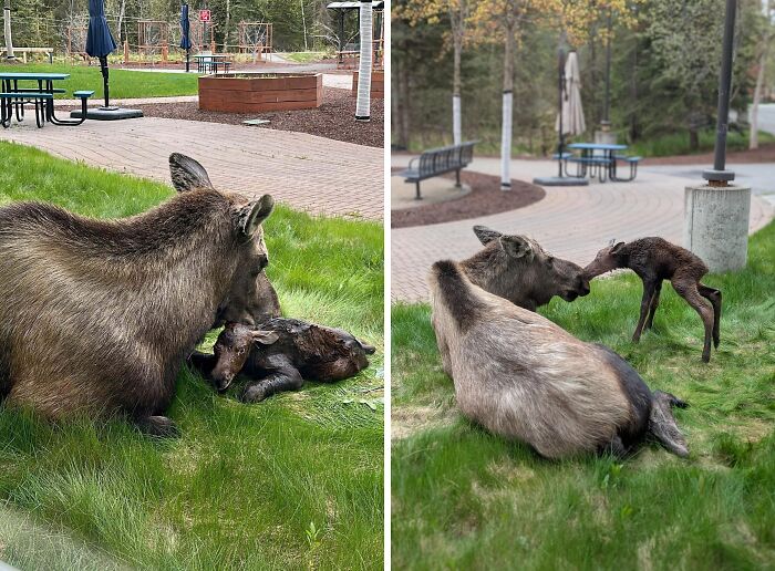 58 Unexpected Wild Animal Encounters That Caught People Off Guard