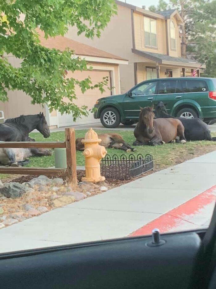 58 Unexpected Wild Animal Encounters That Caught People Off Guard