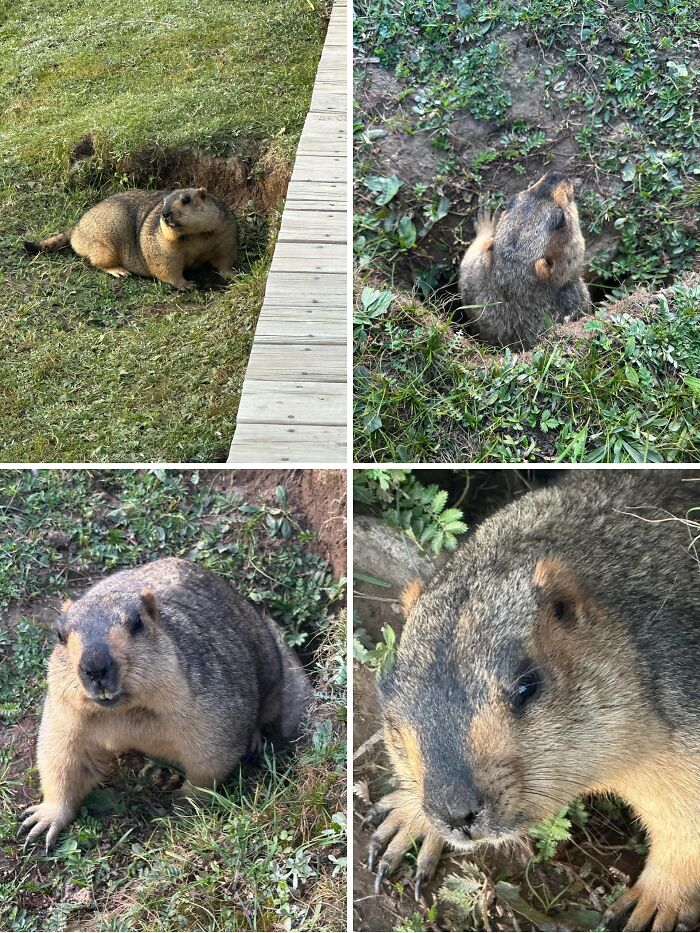 58 Unexpected Wild Animal Encounters That Caught People Off Guard