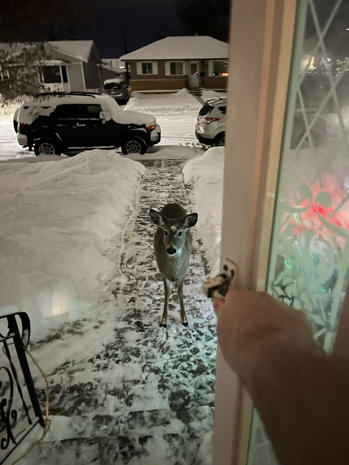 58 Unexpected Wild Animal Encounters That Caught People Off Guard