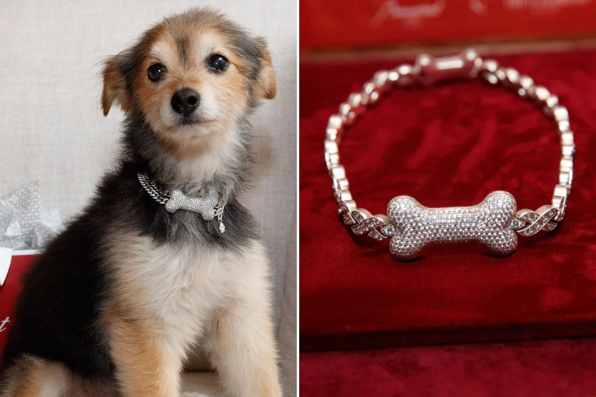 Canine couture gets a major glow-up with gold, diamond and ruby custom ...