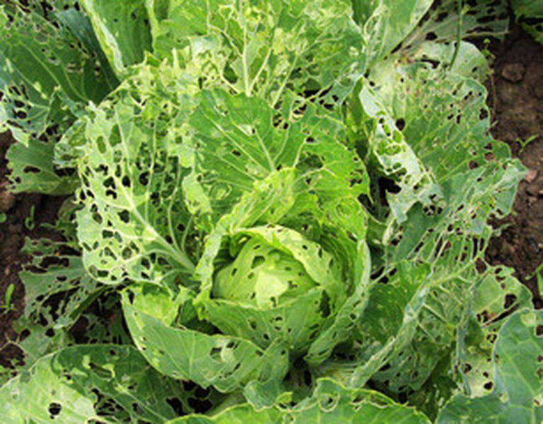 How to protect your garden crops from early-season pests