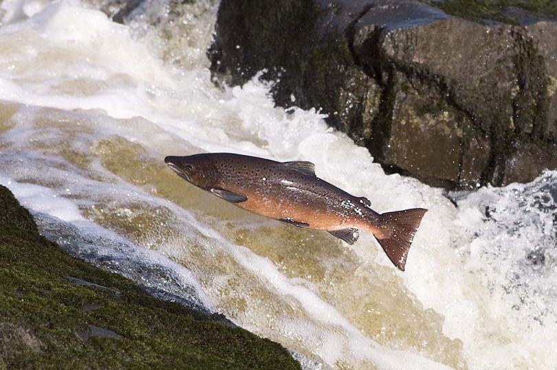 'Cocaine salmon' swim faster and farther than sober fish in wild drug study