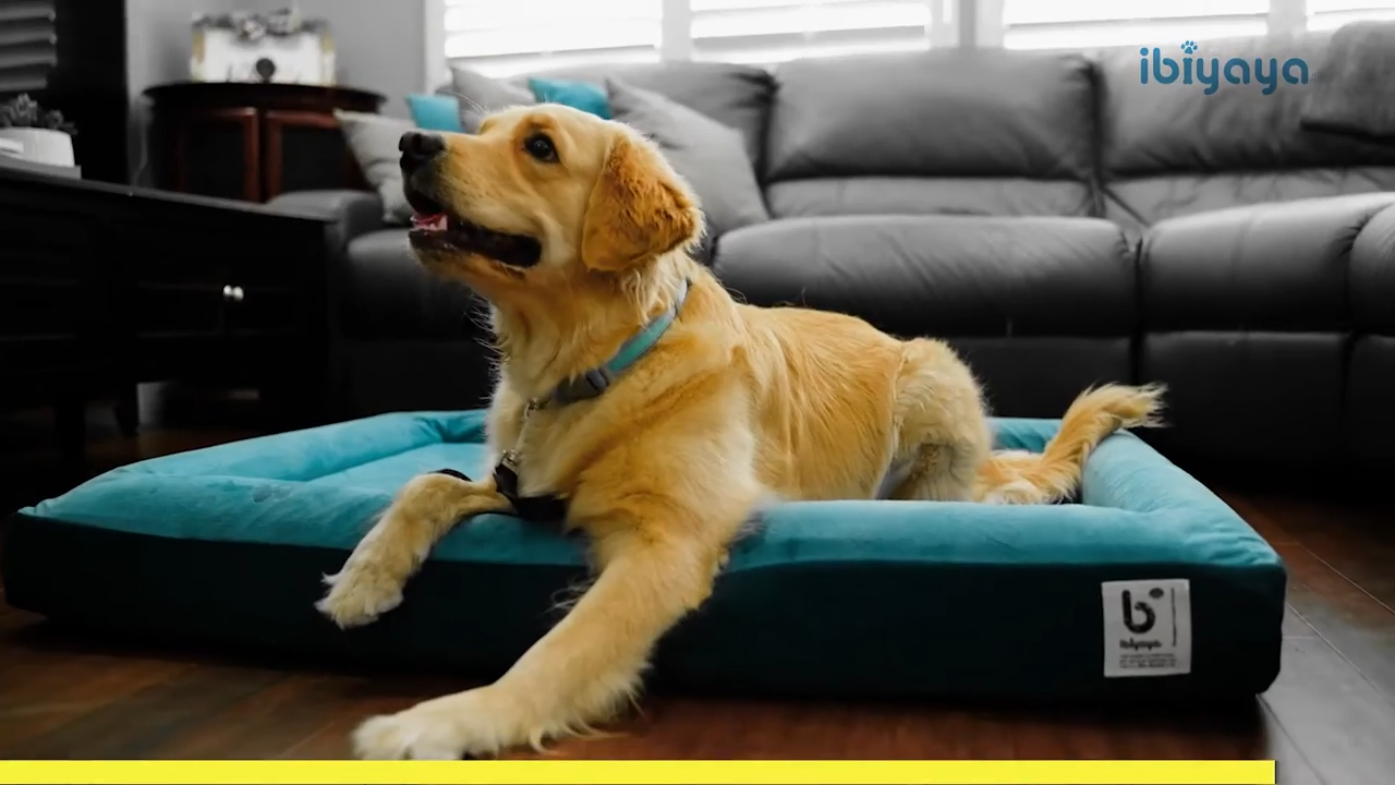 What is the place command in dog training?