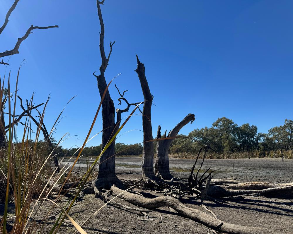 WaterNSW criticised for 'appalling' decision after hundreds of turtles left to die in wetlands