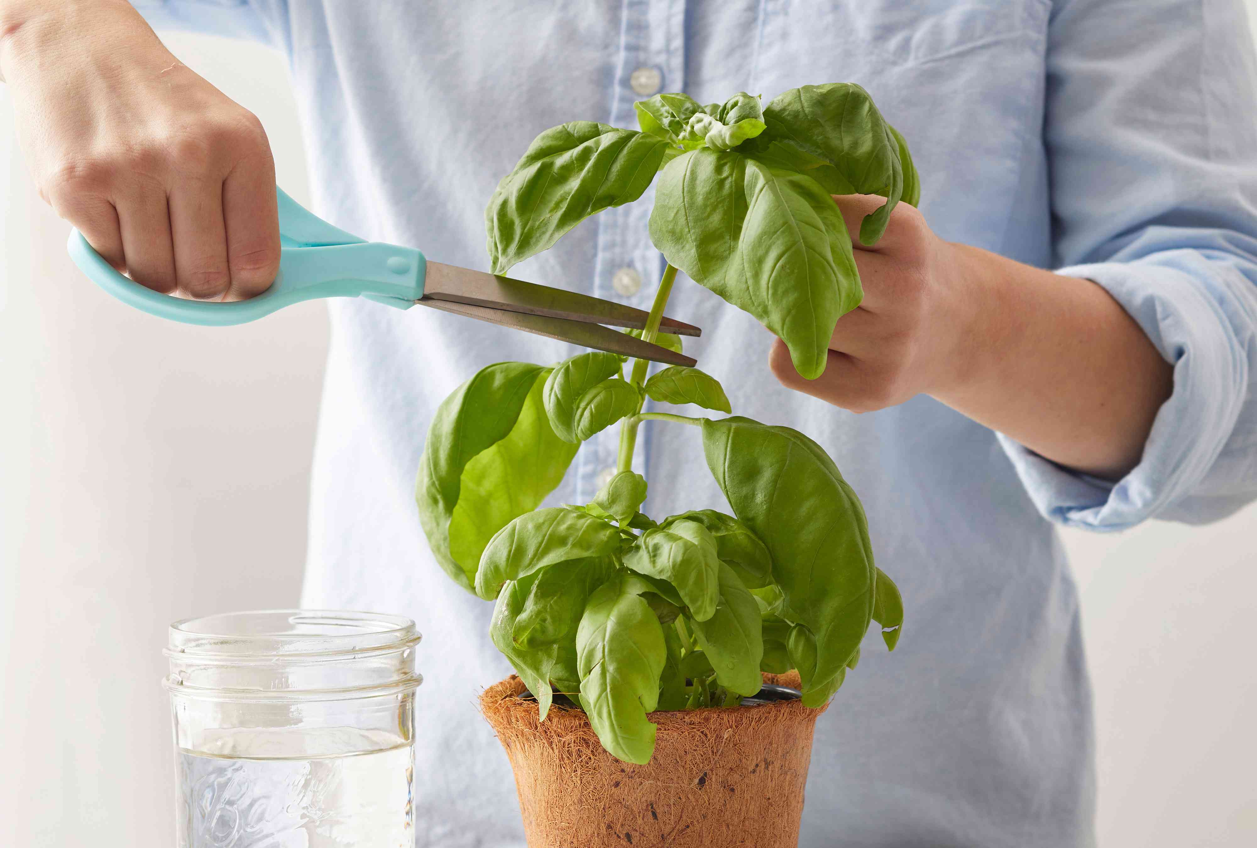 How to propagate basil in water or soil for a never-ending supply