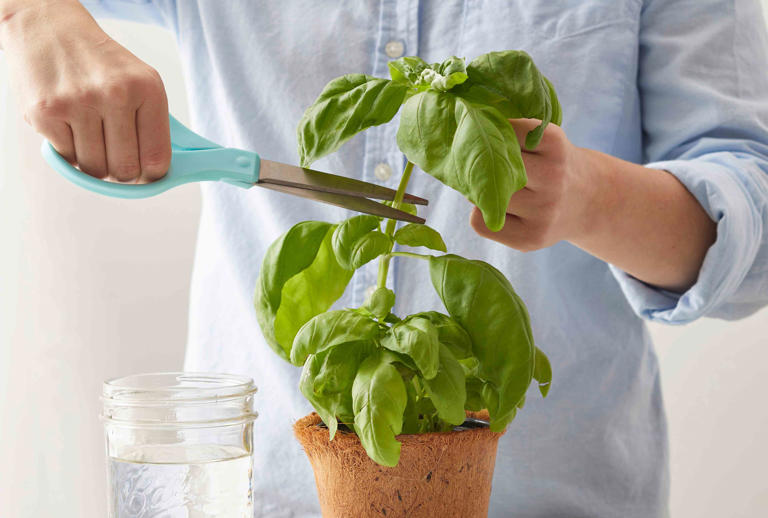 How to propagate basil in water or soil for a never-ending supply