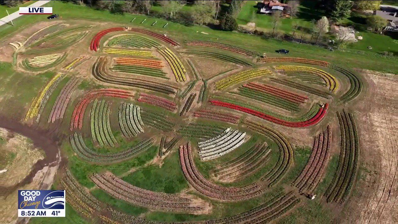 Spring blooms at Richardson Farm as tulip festival nears in Chicago suburb