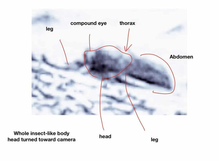 A professor says he found living creatures on Mars in rover photos ...