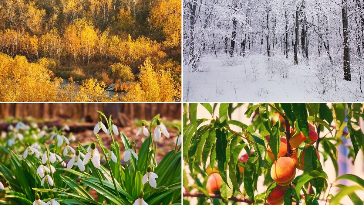 Why do we have different seasons?