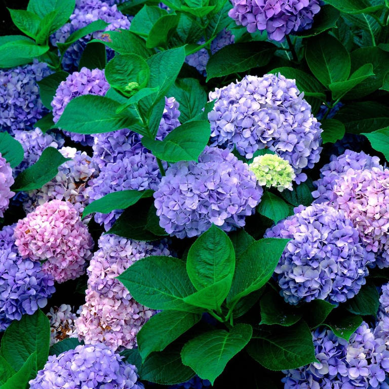 Hydrangea not blooming? Here’s what to do