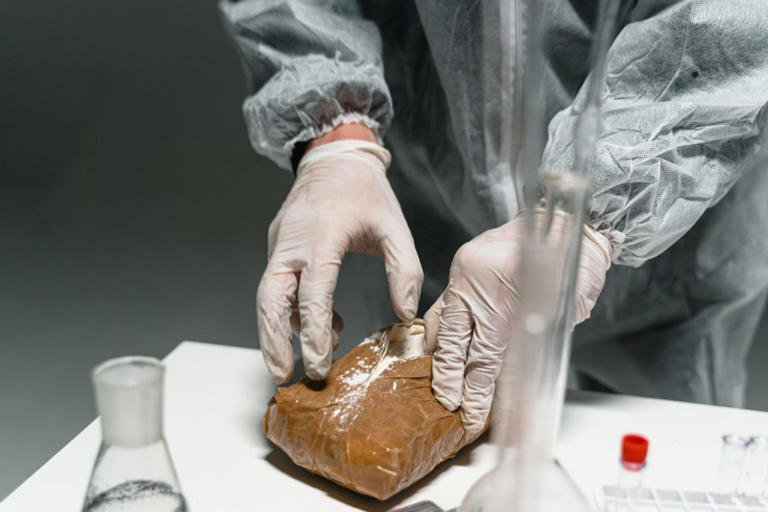 Cocaine contaminated water makes salmon swim faster: study