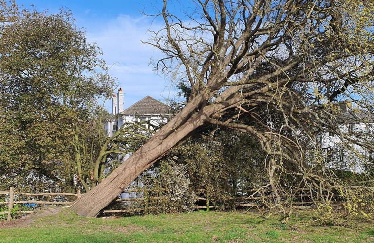 Tree fall sees Hastings losing its last English elm