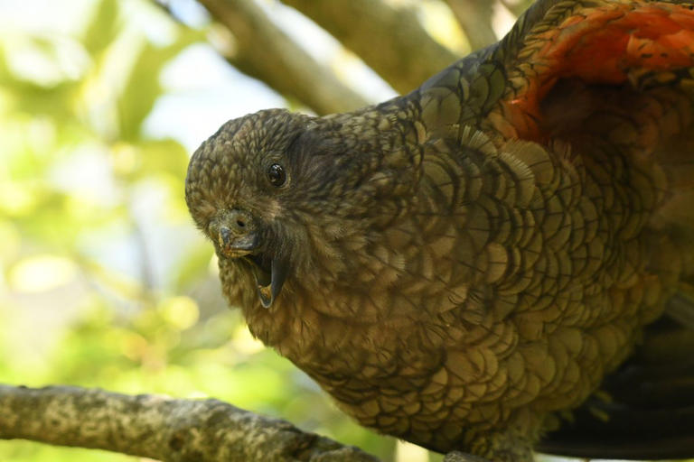 Even a severe impairment does not have to mean an animal won't succeed ...