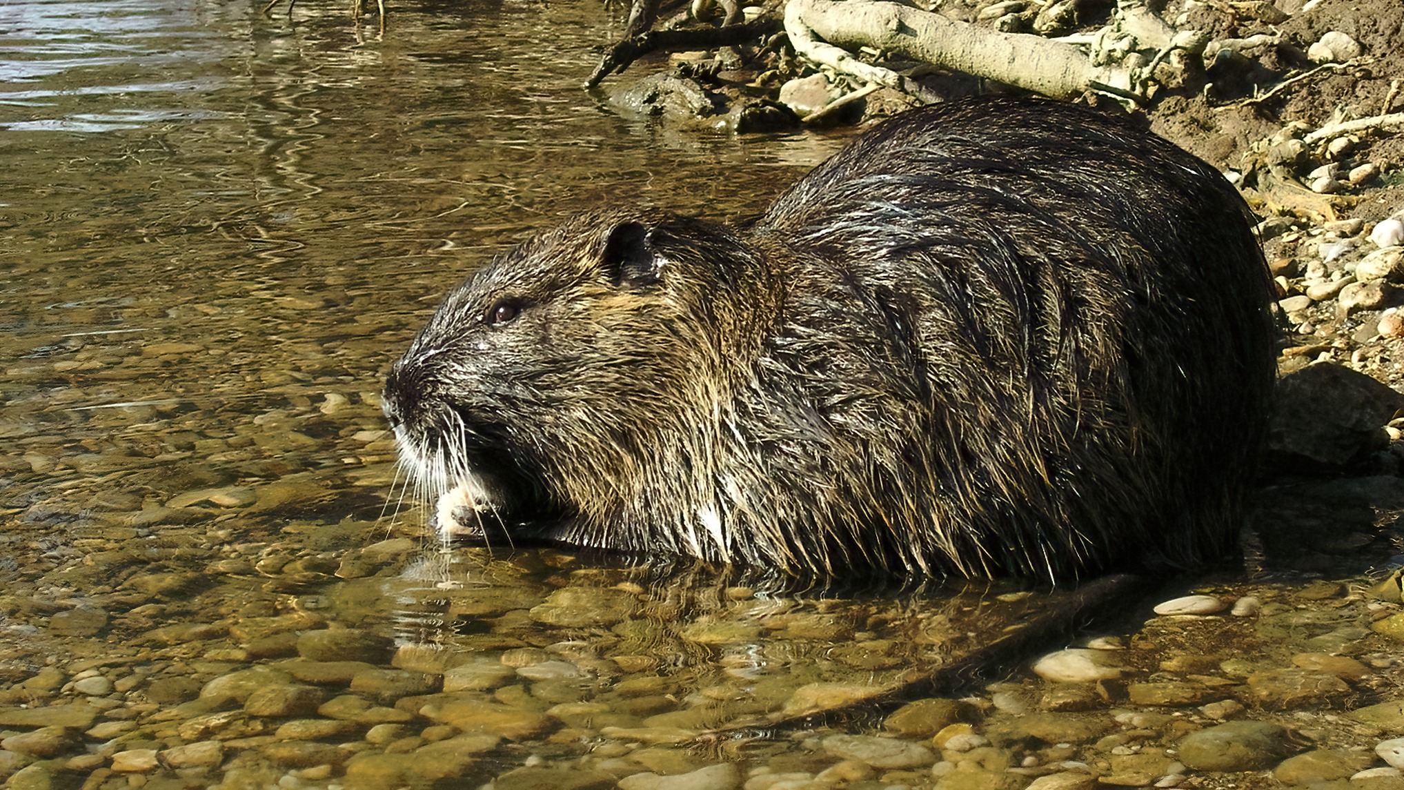 US Fish and Wildlife urges Americans to eat invasive species