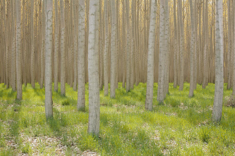 Don't just plant trees, plant forests to restore biodiversity for the ...