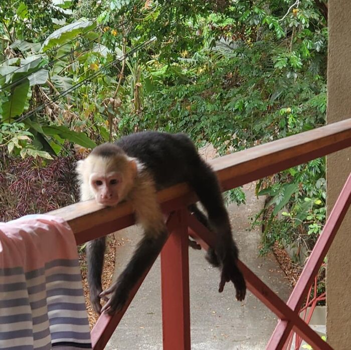 58 Unexpected Wild Animal Encounters That Caught People Off Guard