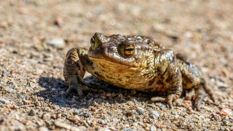 More than 1,000 toads feared dead after water firm drains reservoir