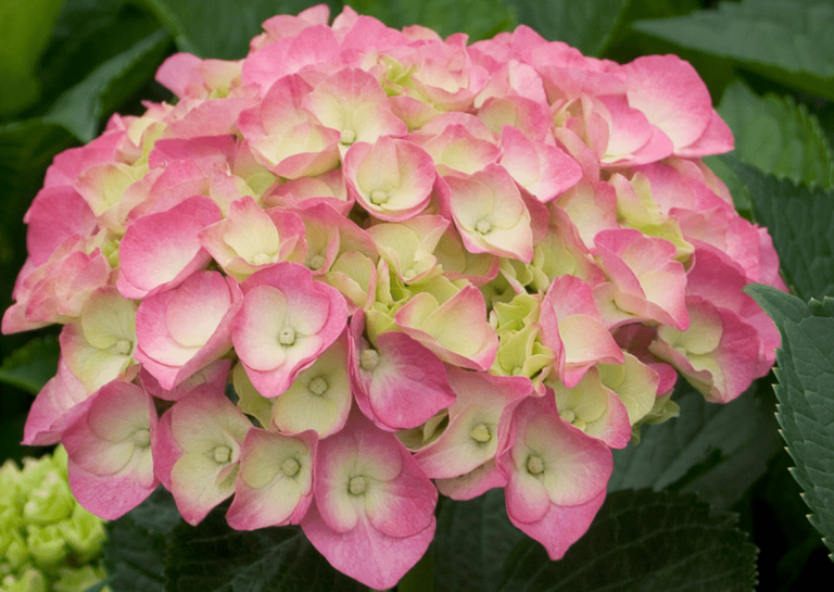 Hydrangea not blooming? Here’s what to do