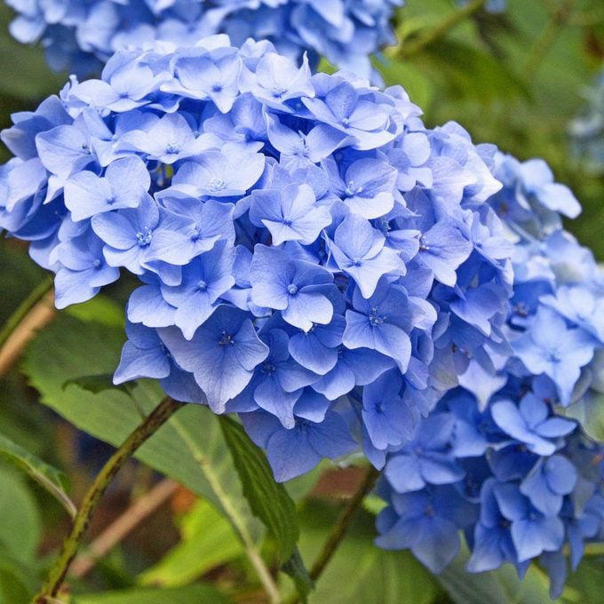 Hydrangea not blooming? Here’s what to do
